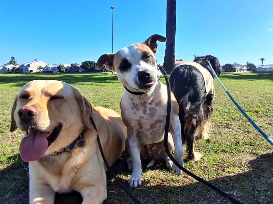 Happy dogs out together at Milnerton Dog Den